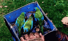 Bird Box That Showed GIF