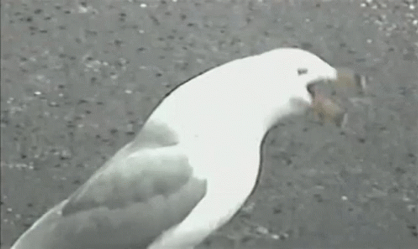 Bird Choking On Sausage GIF
