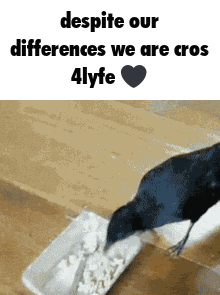 Bird Despite Our Differences We Are Cross 4lyfe