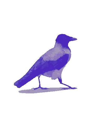 Bird Drawing