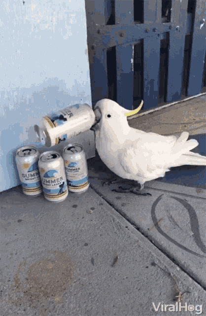 Bird Drinking Gif GIF