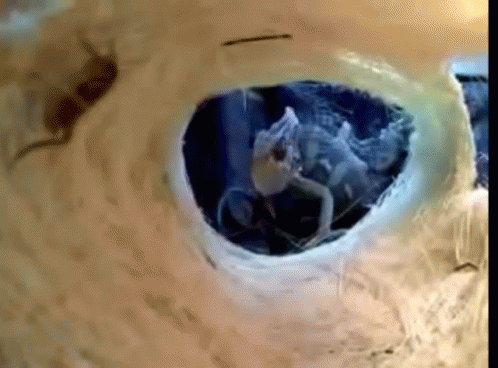 Bird Eye Close Up with Hole