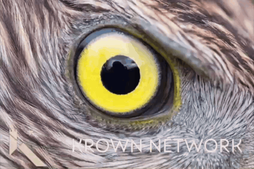 Bird Eye With Thrown Network GIF