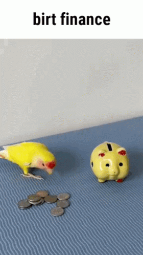 Bird Finance GIF