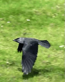 Black Bird Flying GIF