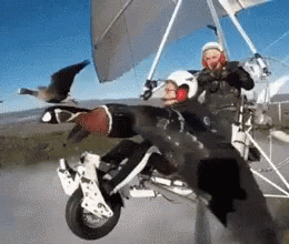 Bird Flying With Glider GIF