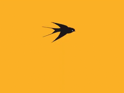 Changing Color Bird Flying GIF