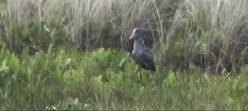 Bird Flying From The Grass GIF