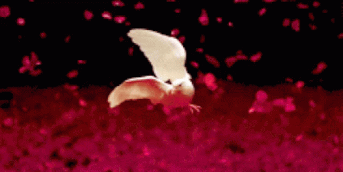 Bird Flying On Petals GIF