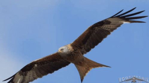 Eagle Bird Flying In The Sky GIF