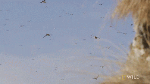 Bird Flying On Mountains GIF