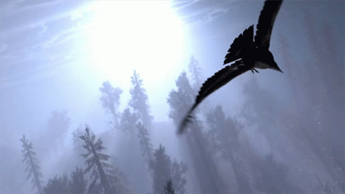 Two Bird Flying Over Forest GIF