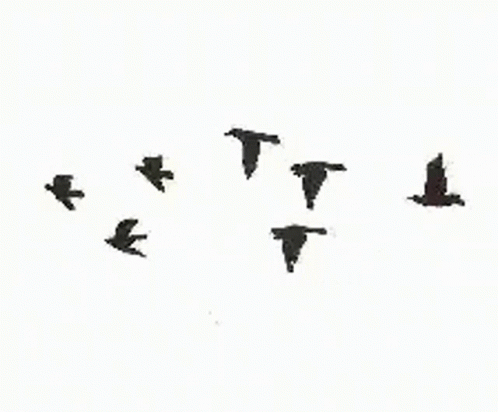 Seven Black Bird Flying GIF