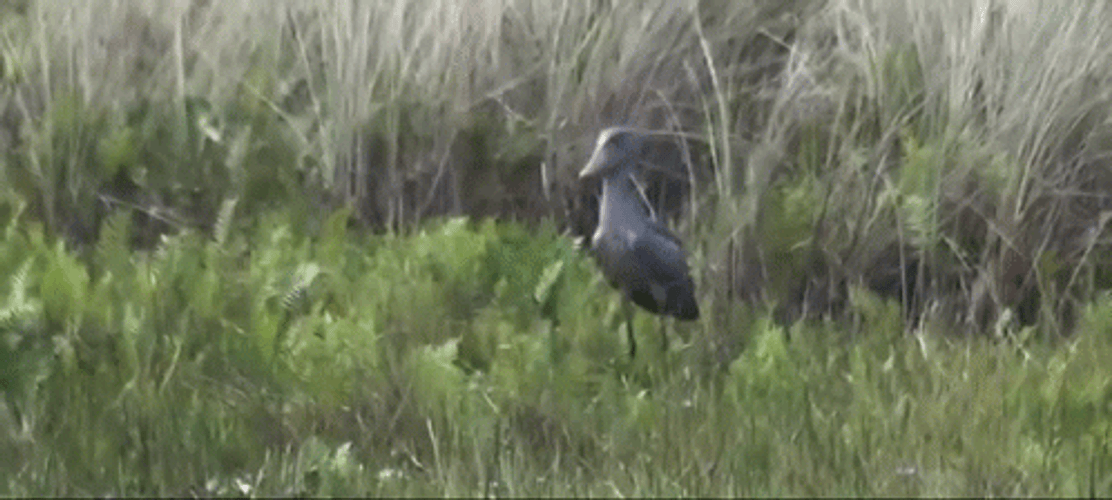 Bird Flying From The Grass GIF