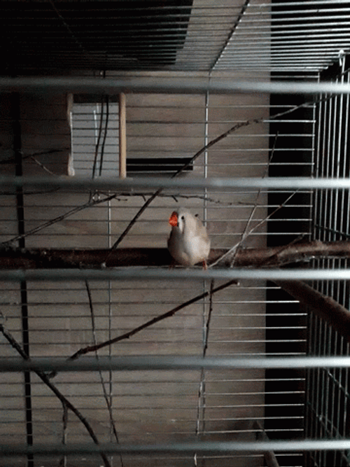 Bird Flying In Cage GIF