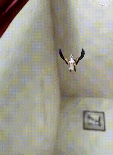 Bird Flying in Room With Victor