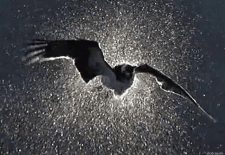 Bird Flying On Water GIF