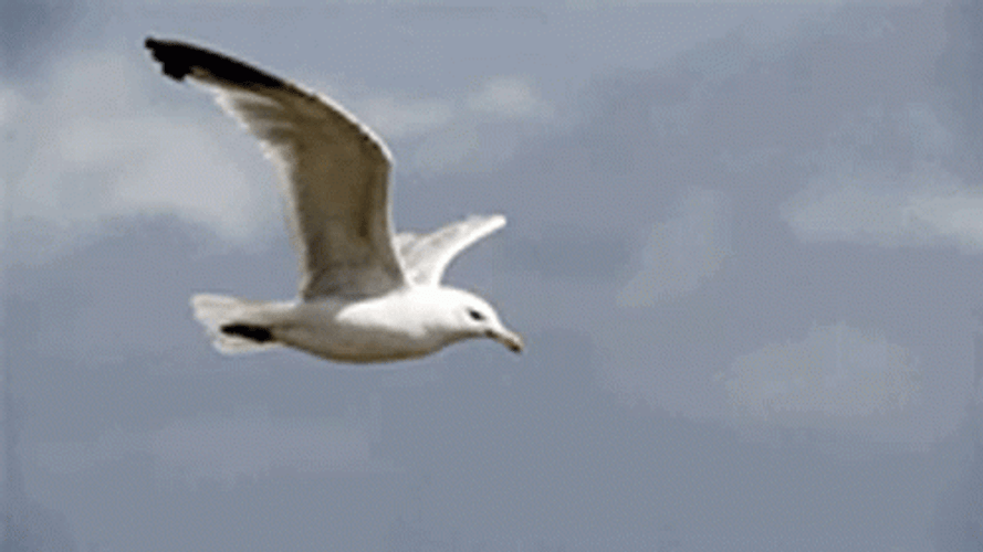 Bird Flying Over Mountains GIF