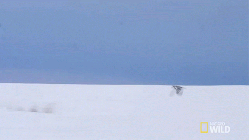 Bird Flying Over Snowy Field