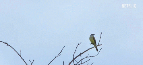 Bird Flying Over Tree Branch With Netflix Logo