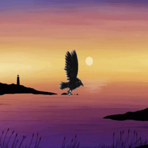 Bird Flying Over Water at Sunset