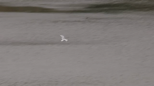 Bird Flying Over Water With Rocks