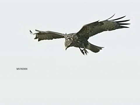 Bird Flying Sike GIF