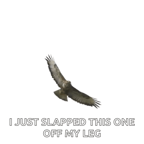 Bird Flying With I Just Slapped This One Off My Leg