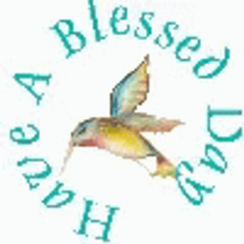 Bird Have A Blessed Day GIF