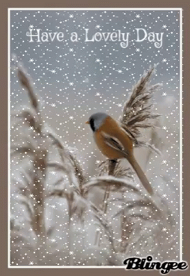 Bird Have a Lovely Day