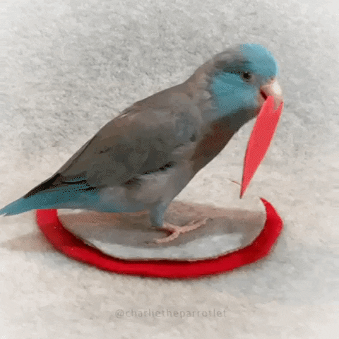 Bird Holding Corazon GIF
