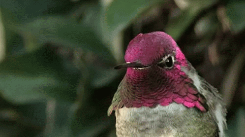 Bird Humming Bird GIF