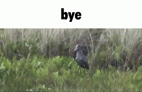 Bird in Field Saying Bye