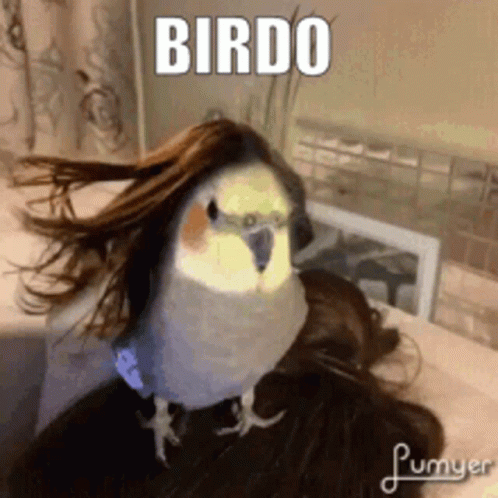 Bird In Wig On Shoulder With Birdo GIF