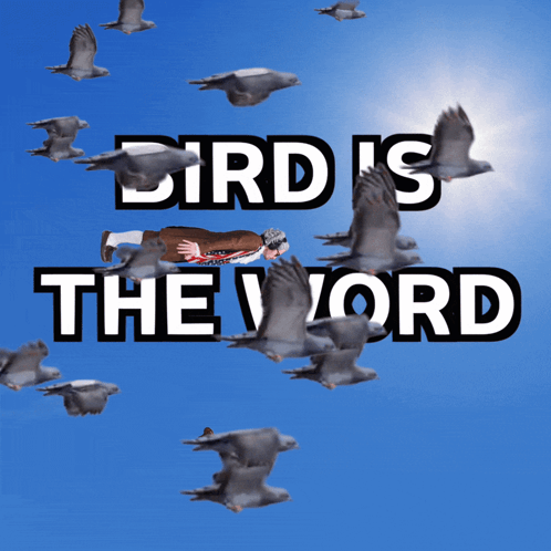 Bird Is The Word Flying Man GIF