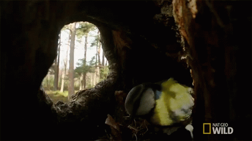 Bird Looking Out of Tree Hole National Geographic Wild