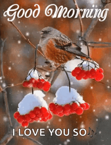 Bird On Snowy Branch Saying Good Morning I Love You So GIF