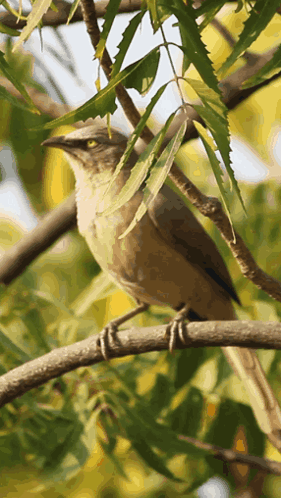Bird On Tree Branch With Leaves GIF