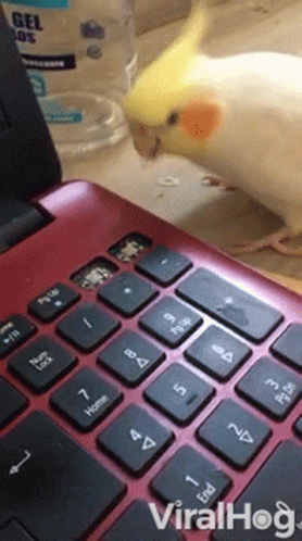 Bird Peck Laptop Keyboard GIF