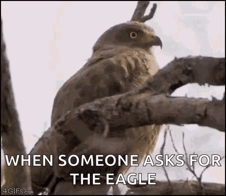 Bird Perched On Branch When Someone Asks For The Eagle GIF