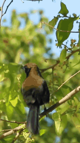 Bird Perched On Branch With Leaves GIF