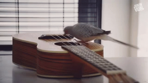 Bird Perched on Guitar Neck Saying Jukin Vine