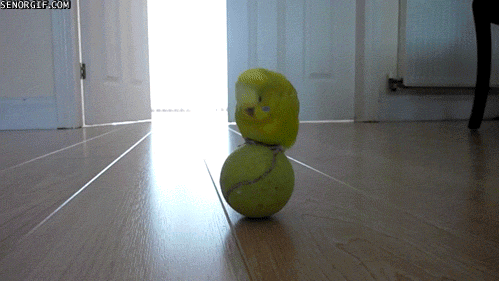 Bird Play Tennis Ball Cute Animal GIF