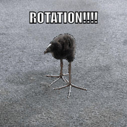 Bird Rotation GIF
