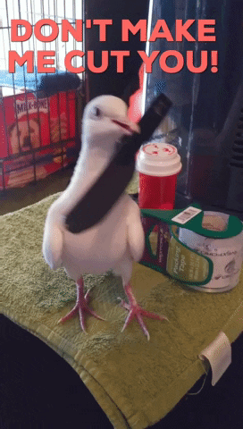 Bird Saying Don't Make Me Cut You