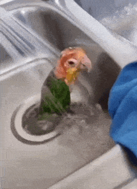 Bird Shower Gif GIF