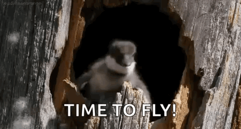 Bird Sitting in Tree Hole Saying Time to Fly