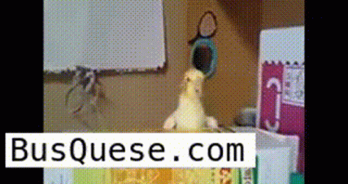 Bird Sitting on Table with Busquese.com Sign