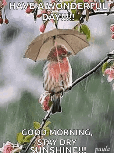 Bird Sitting on Tree Branch with Umbrella