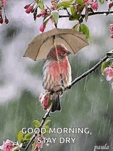 Bird Sitting on Tree Branch With Umbrella